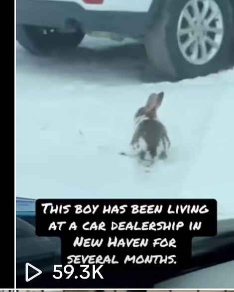 Romeo Rabbit Rescue 501c3 Non-Profit Corporation