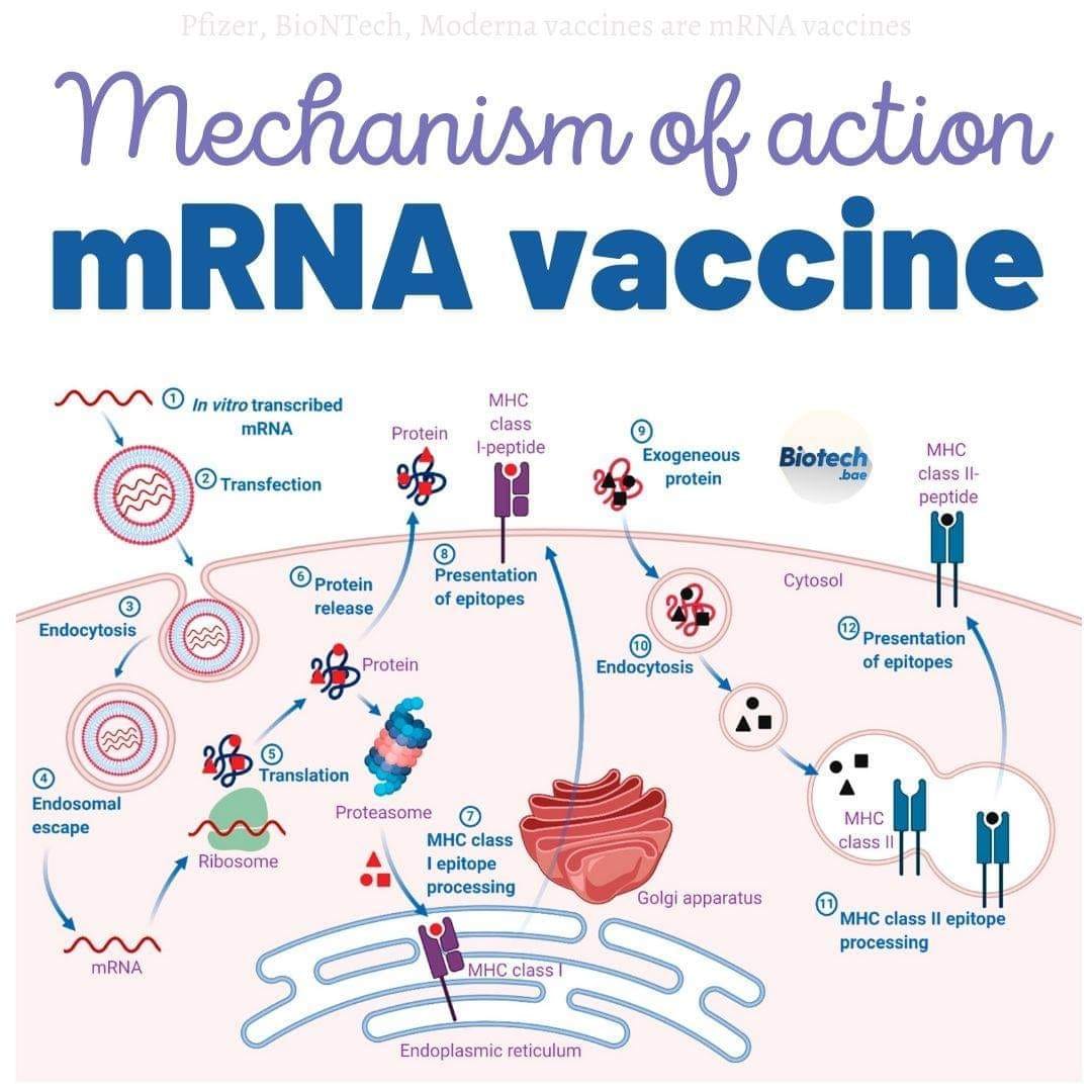 Bioquímica - Mechanism of Action of mRNA vaccines. • mRNA vaccines are ...