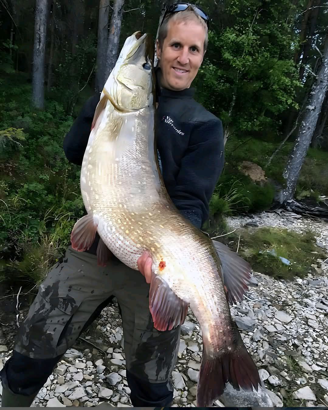 Swedish pike fishing history! 20.02 kg!