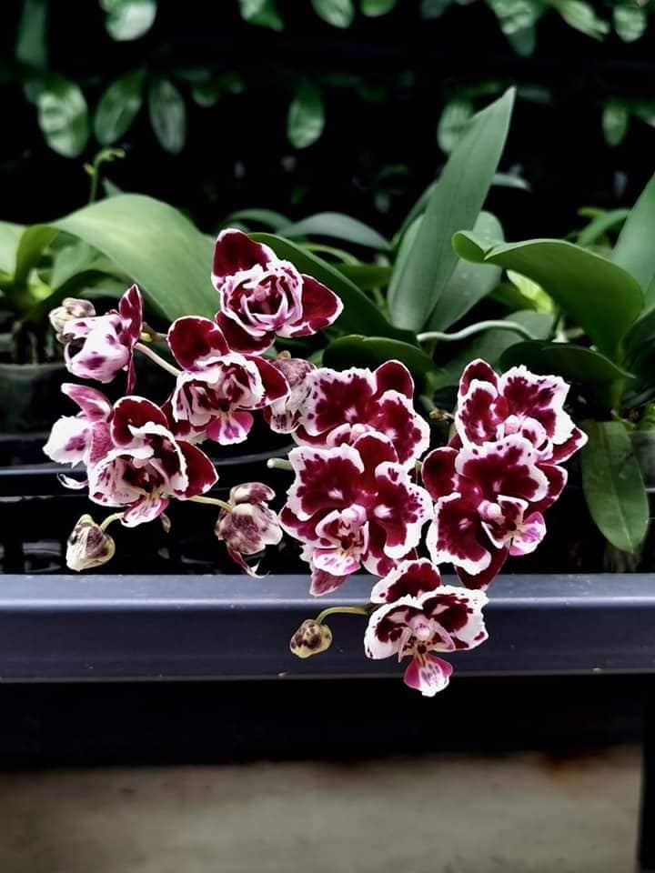 Black 蘭 cycd Pearl queen Taiwan copper