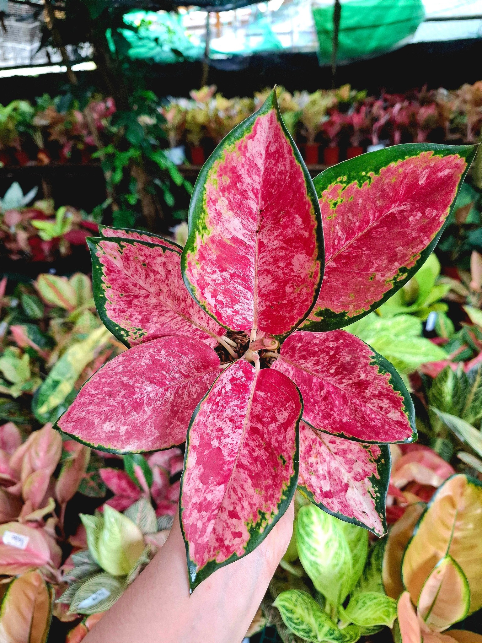 Very lush Aglaonema Sky Velvet #aglaonema #juanitosgarden