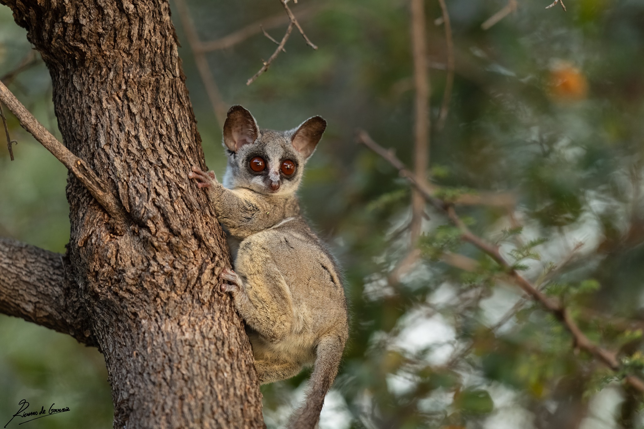 Have you ever encountered bush baby?👀