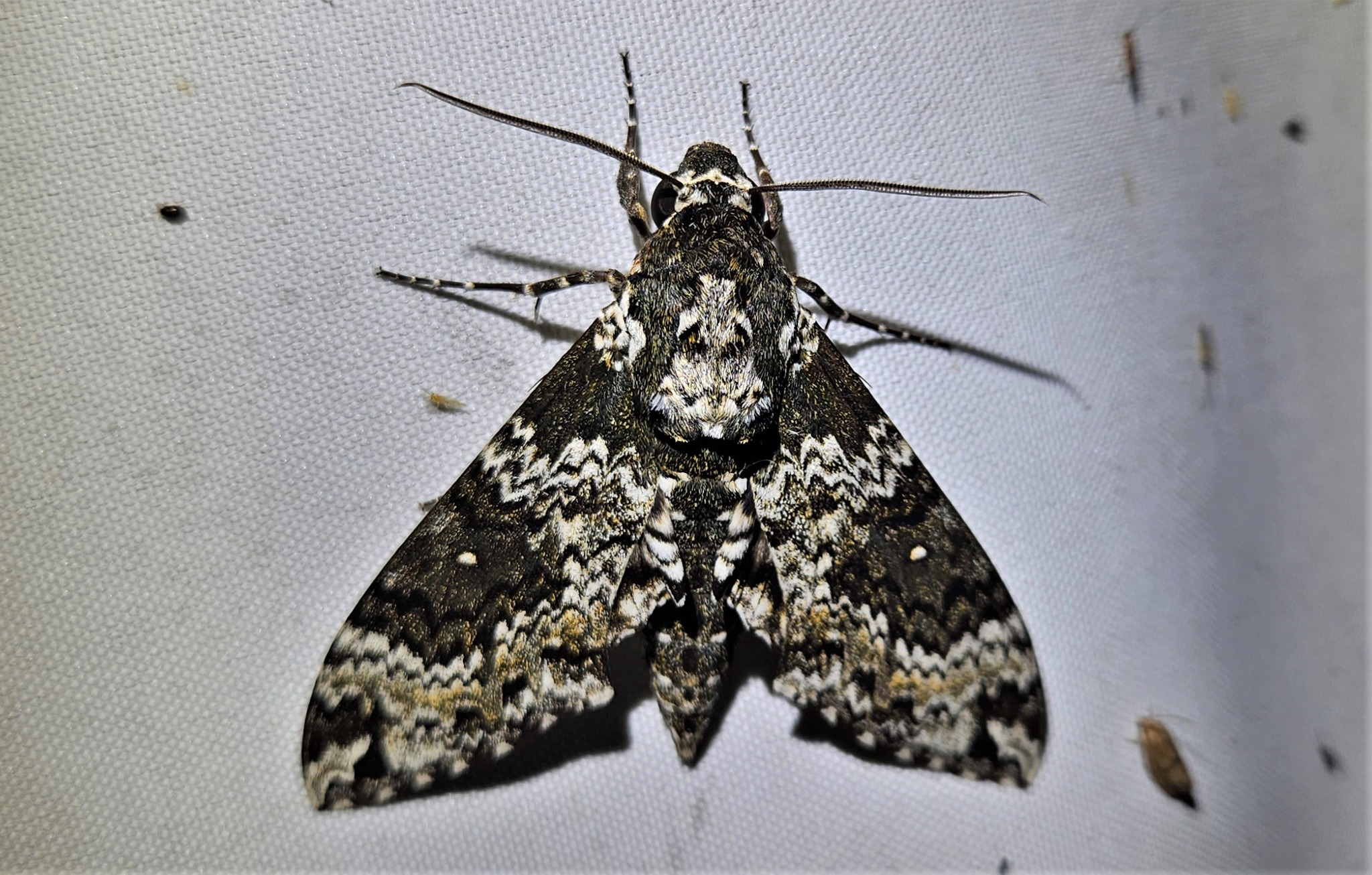 Sphinx moth sightings and black light sheet setup in Wrightstown, NJ