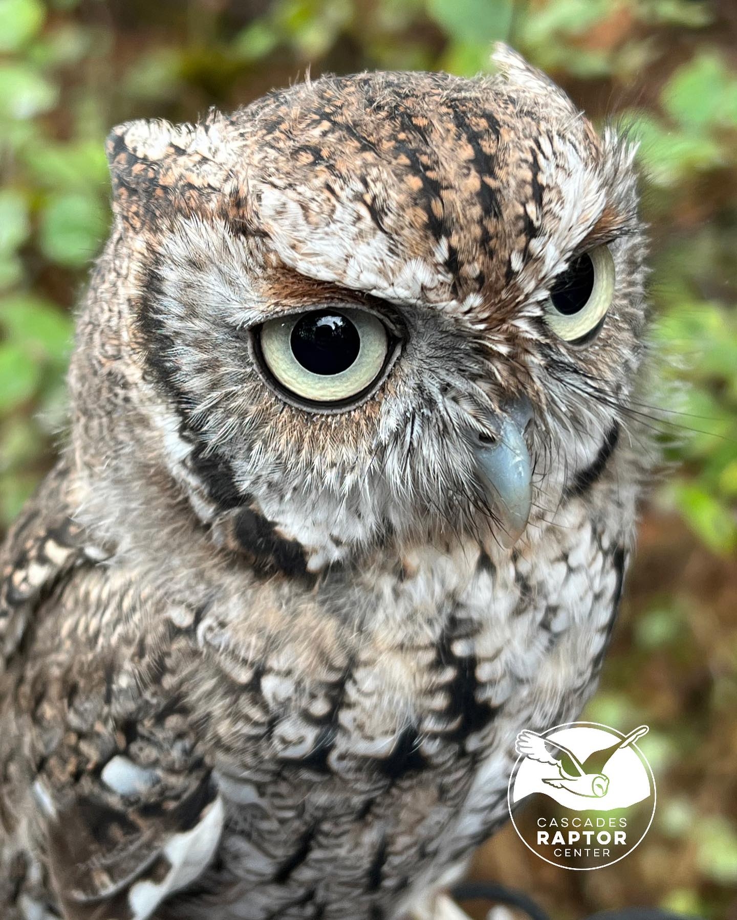 Cascades Raptor Center on Reels