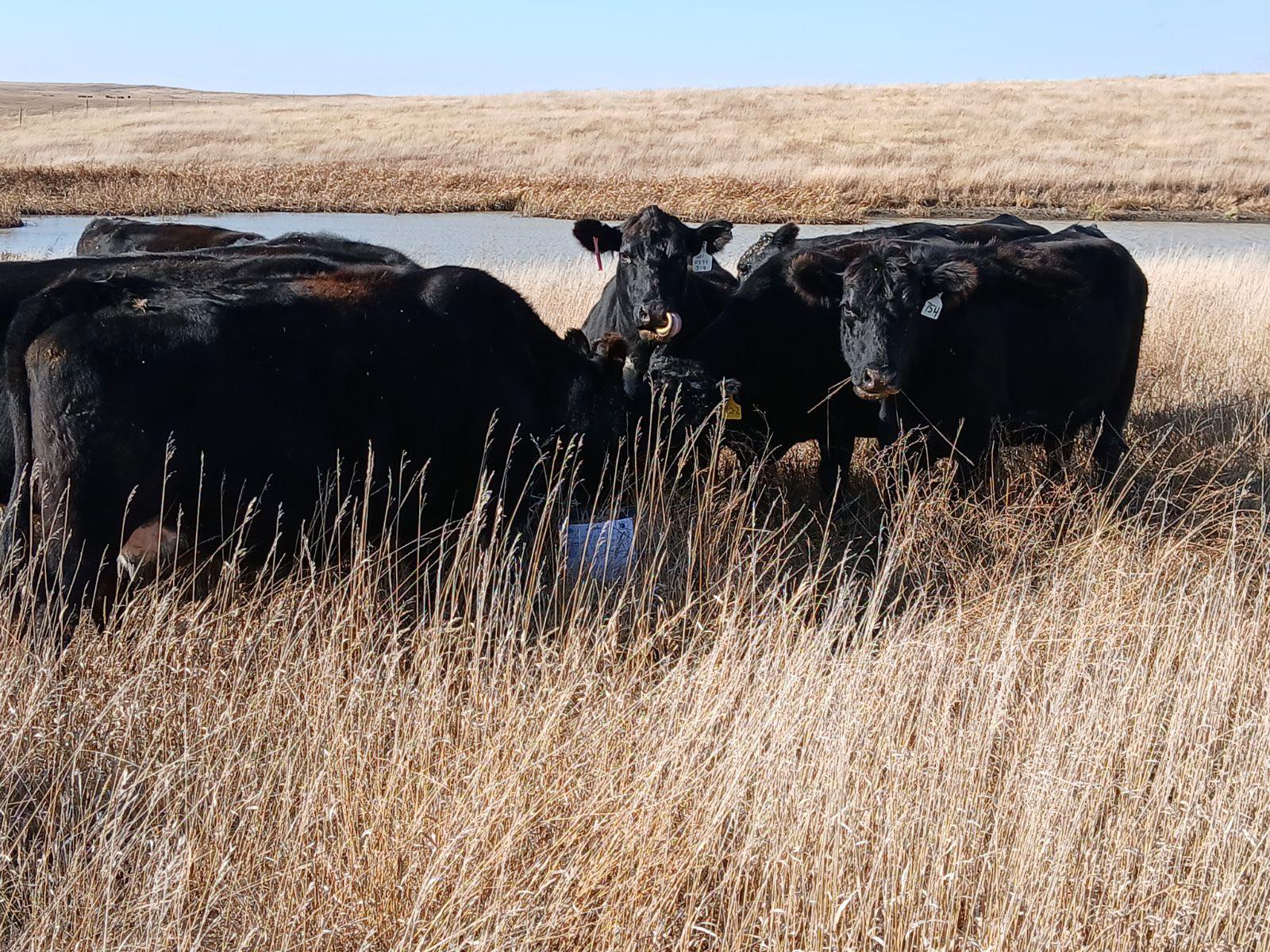 True - ⚠️ BREEDING SEASON IS HERE! ⚠️ You’ve got the cows. You’ve got ...