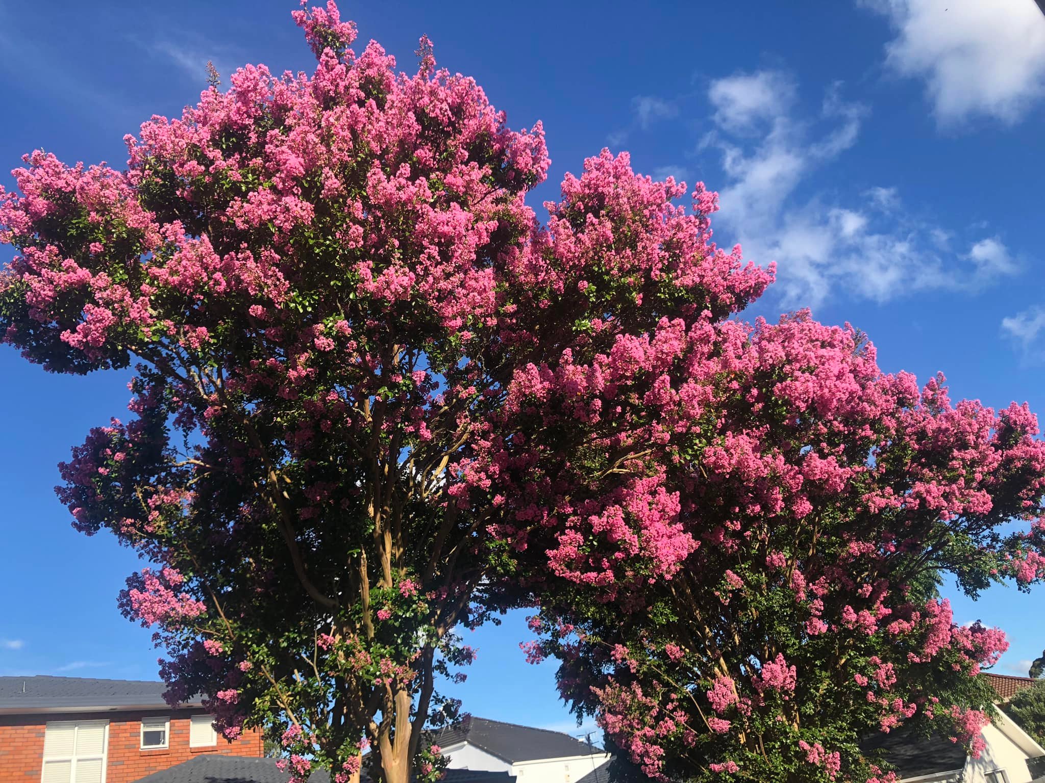 #發現花現 這是什麼花？ 台灣粉櫻季節🌸🌸🌸 而紐西蘭此時也有pk 的粉紅花爆！ - Taiwan in Auckland | Facebook