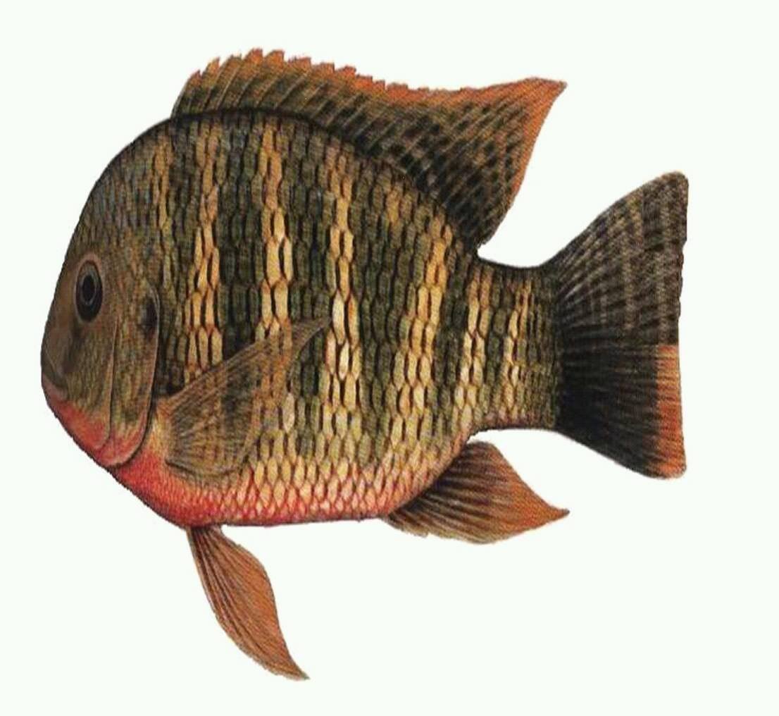 Cadogun Farms and Fisheries | Kalulushi