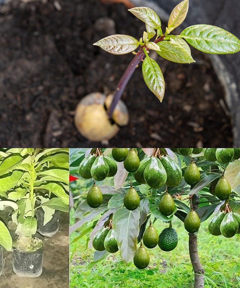 GreenThumb - 🥑 How to Grow an Avocado at Home – The Easy Way! 🔹 Prepare ...
