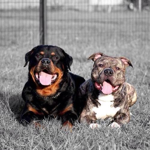 Pitbull And Rottweiler
