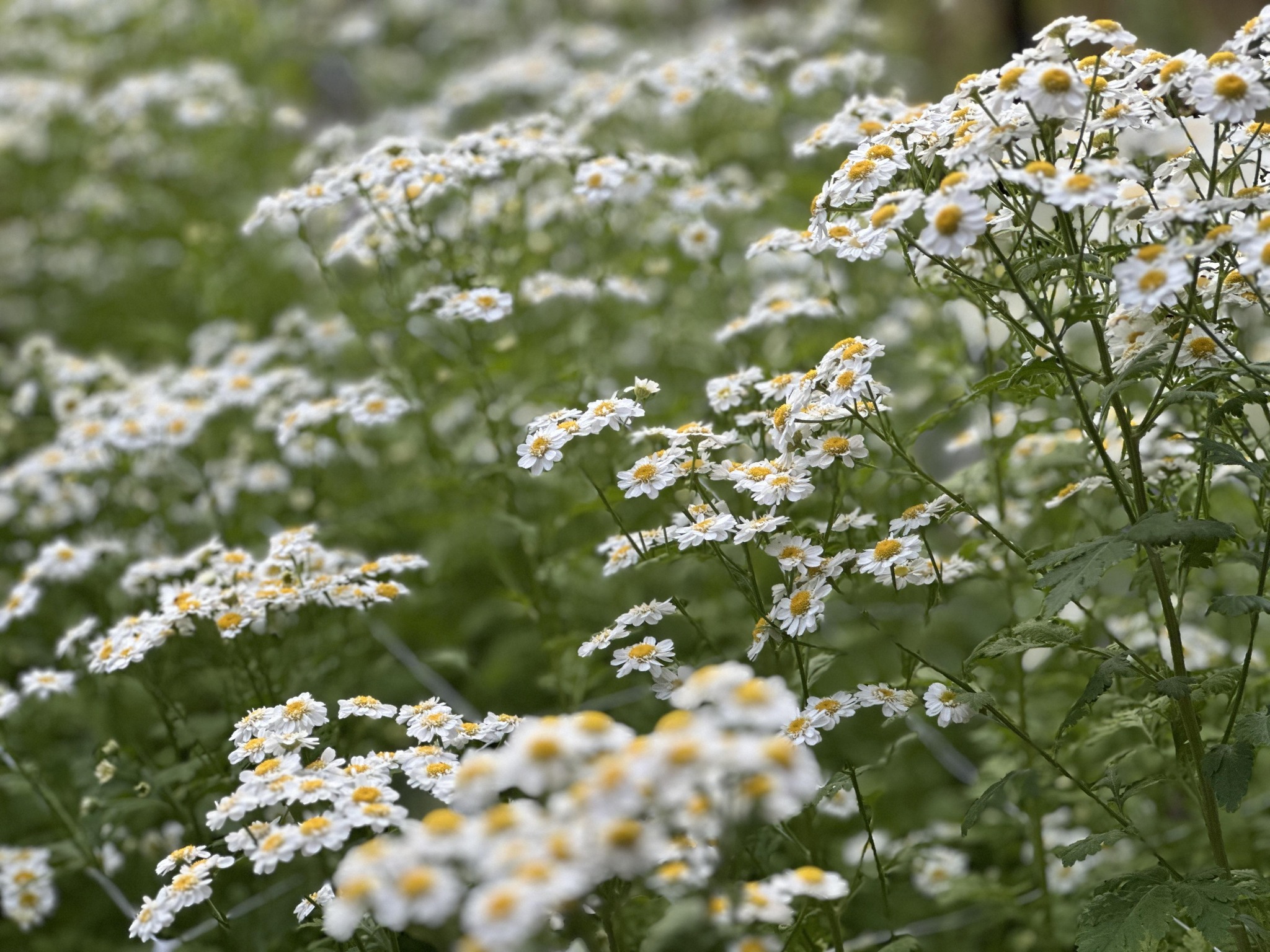 Olalla Blooms Flower Farm | Olalla WA
