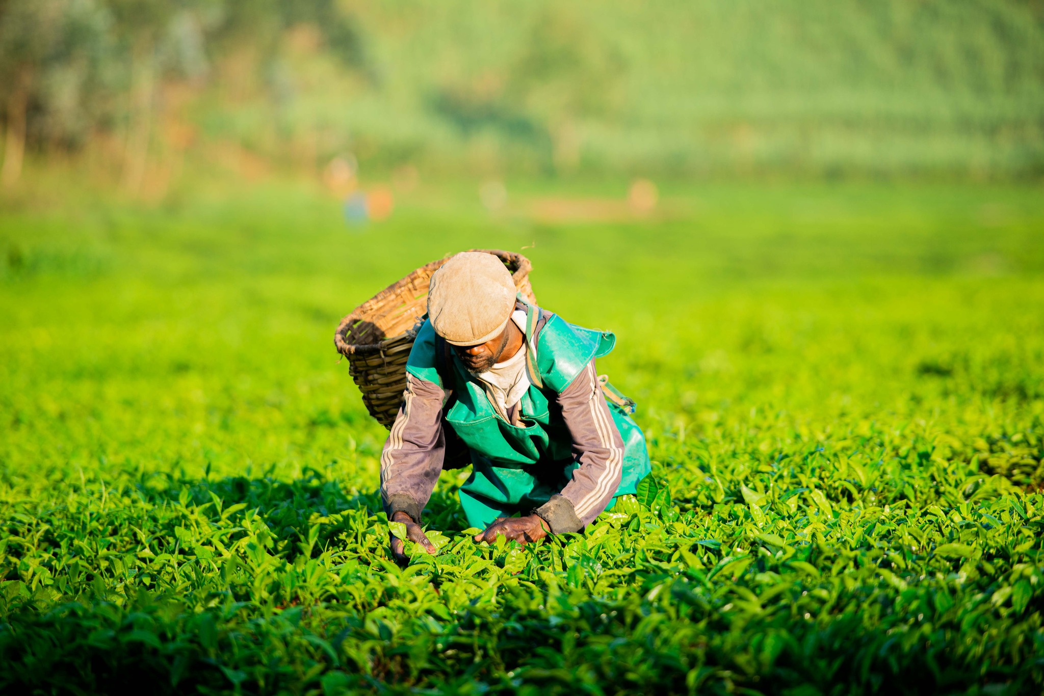 Silverback Tea - The art of plucking Tea plucking is an... | Facebook