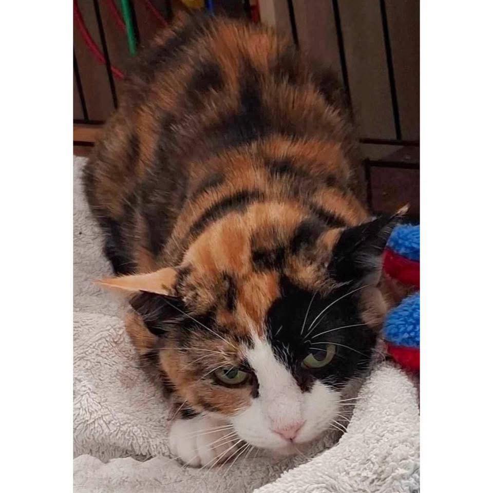 🌸🐈‍⬛ MEET RHEA 🐈‍⬛🌸 Nature Rhea is... - Perth Rescue Angels | Facebook