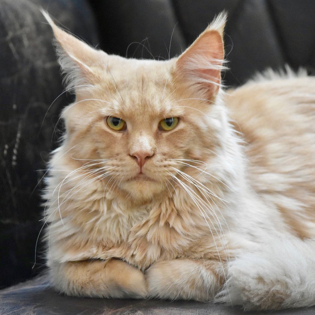 Maine Coon Cattery Argentina | Buenos Aires