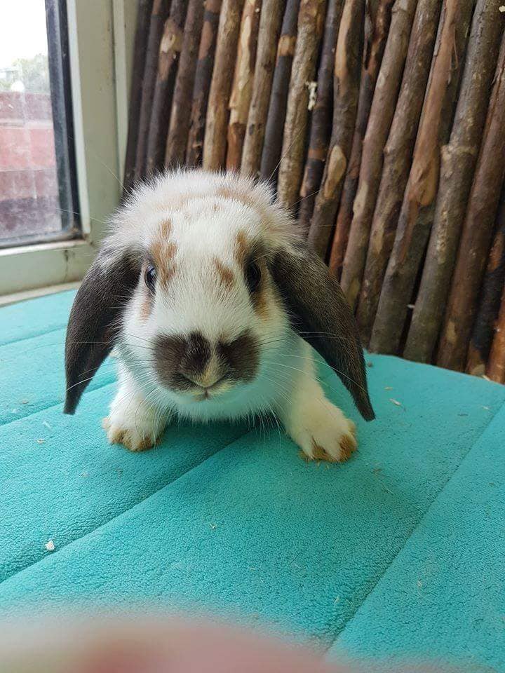 South coast... - South coast rabbit rescue . portsmouth