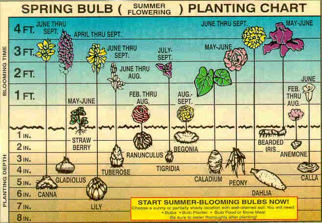 New - This vintage-style planting chart maps popular spring- and summer ...