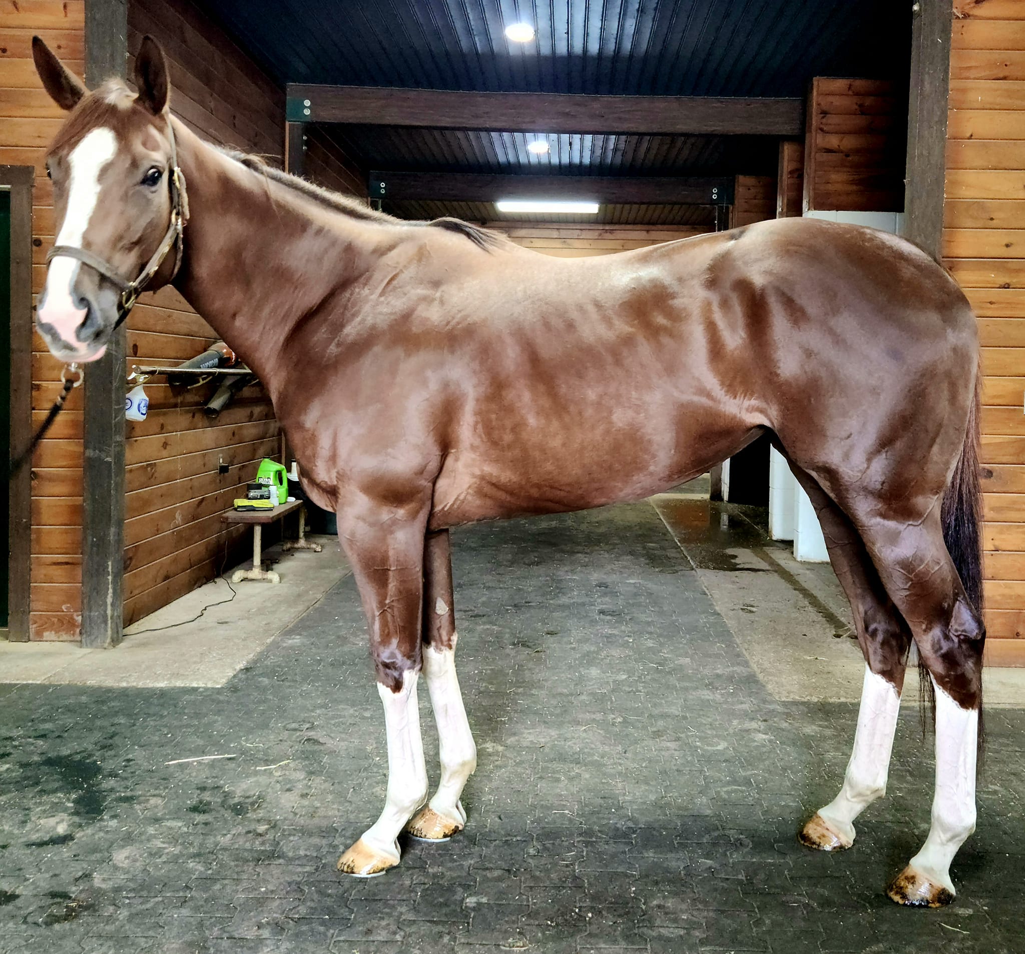 Dianneloveshercats is a 17hh... - ReRun Thoroughbred Adoption