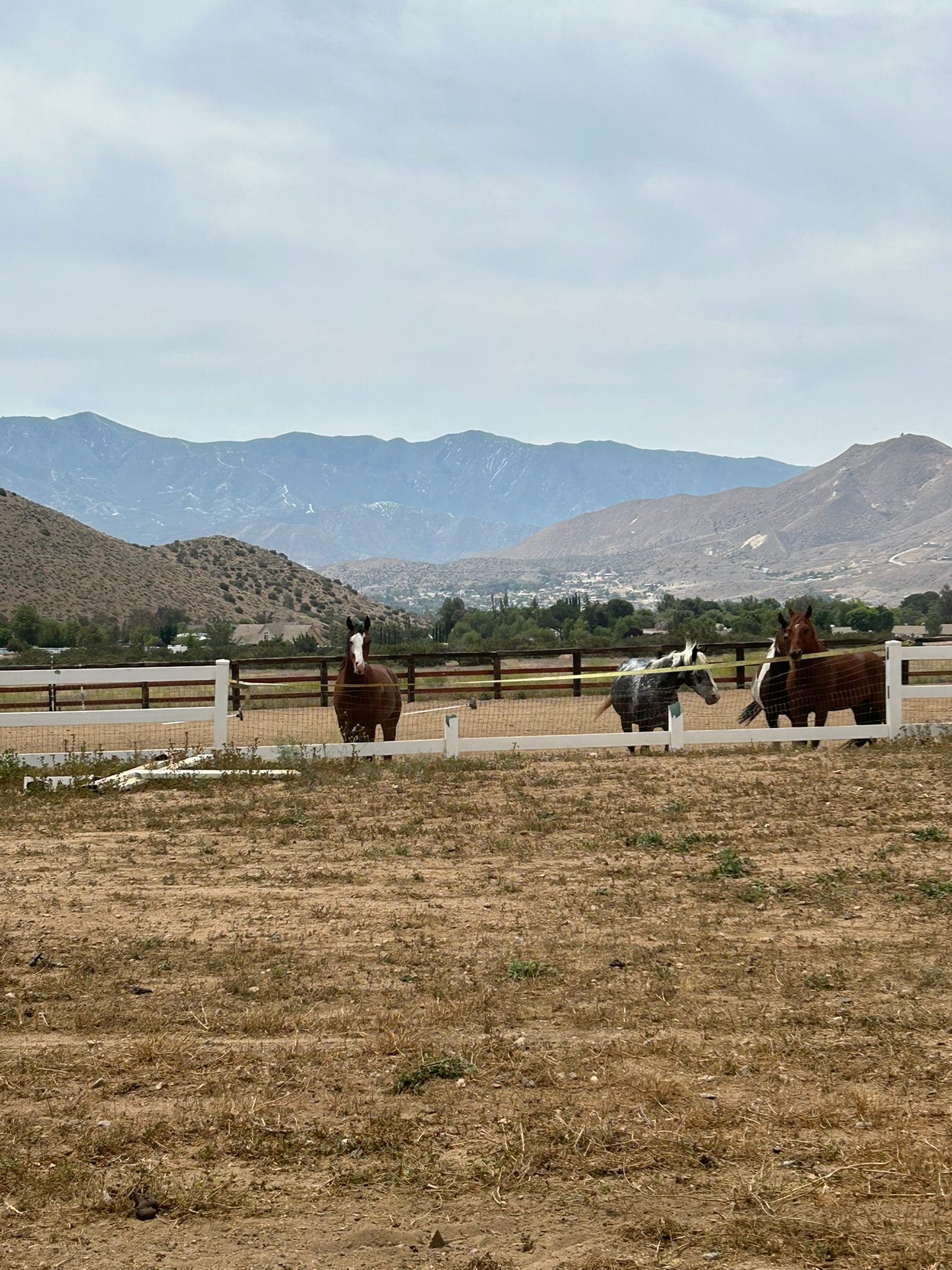 Tipsy B Ranch | Acton CA