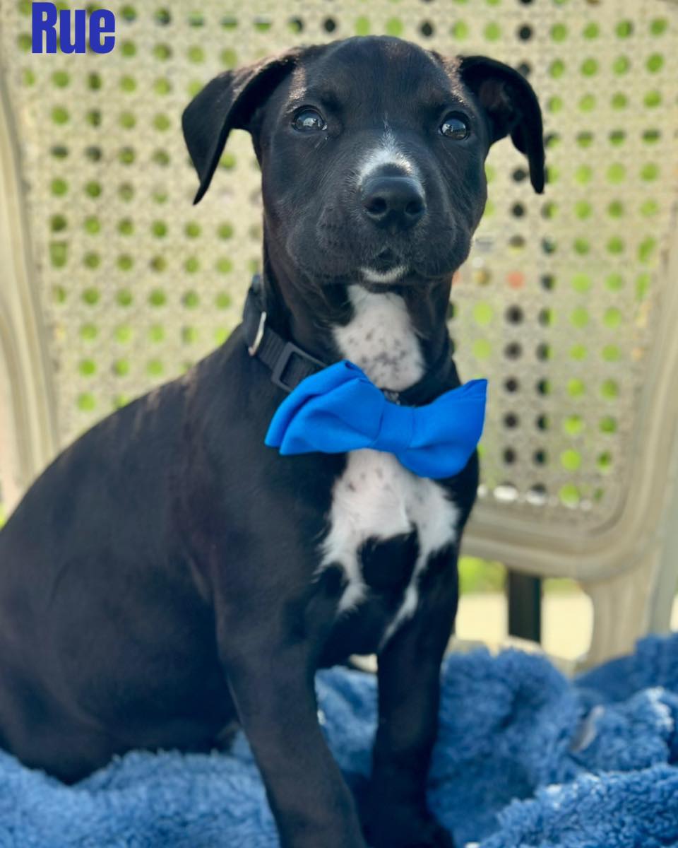 Rue is a nine week old Lab/... - Bridge To Home Animal Rescue | Facebook
