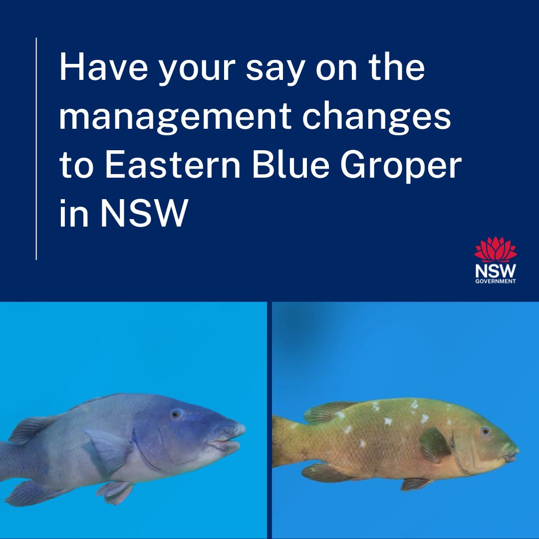 NSW - We would like to hear your feedback on making Eastern Blue Groper ...