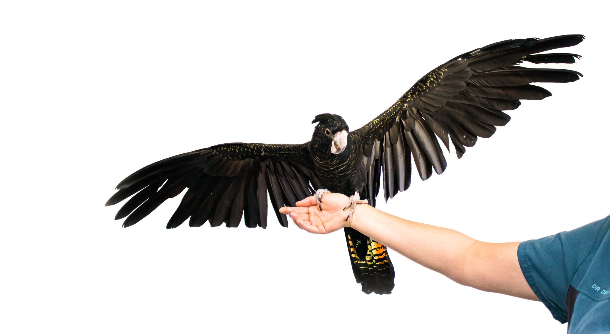 VSS Jindalee would like... - Veterinary Specialist Services | Facebook