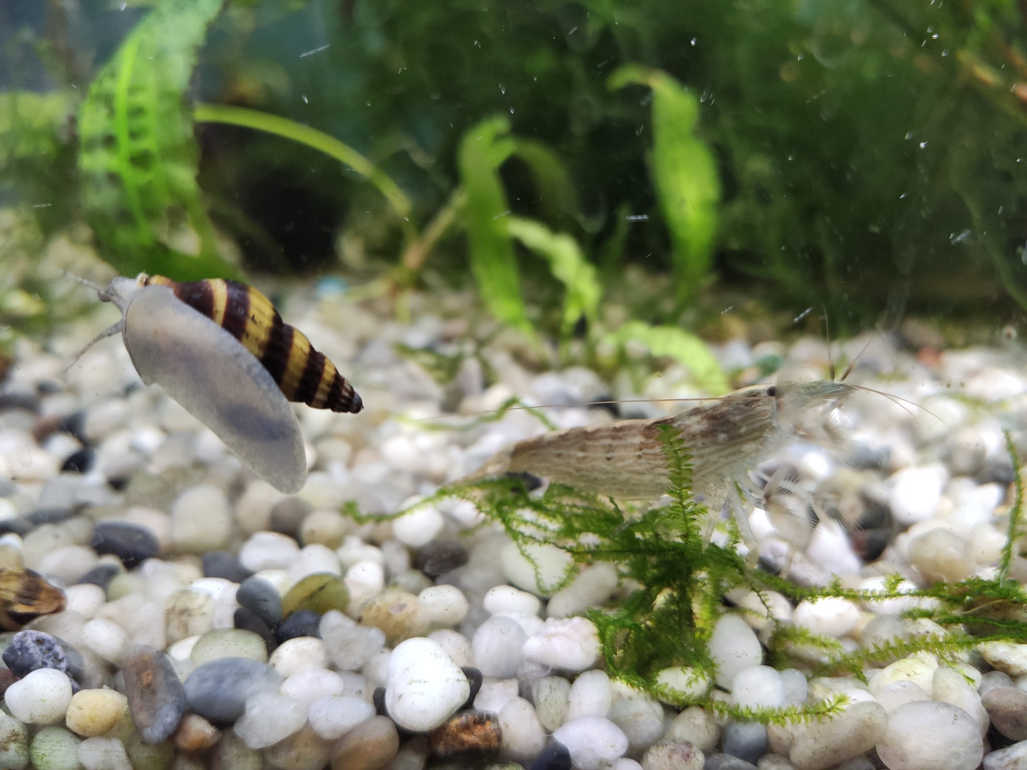 Mini ZOO | Bicske