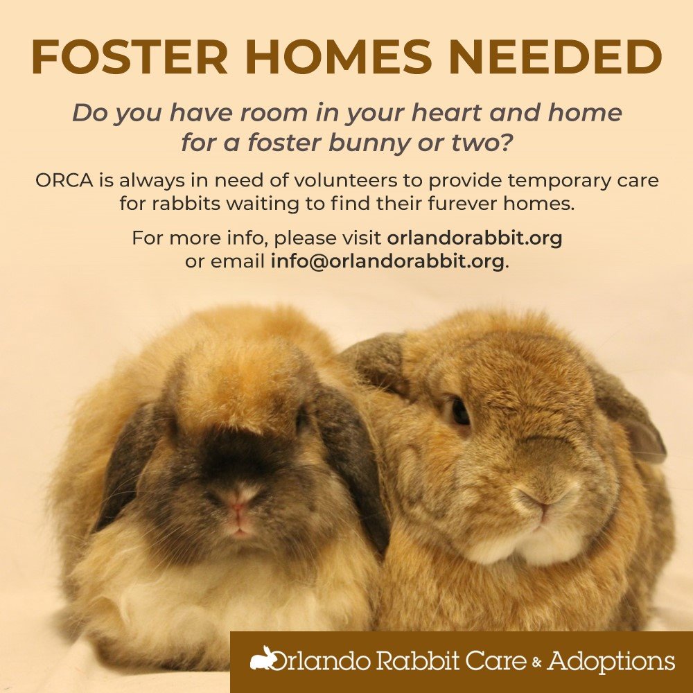 Foster Home Needed ASAP... - Orlando Rabbit Care & Adoptions | Facebook