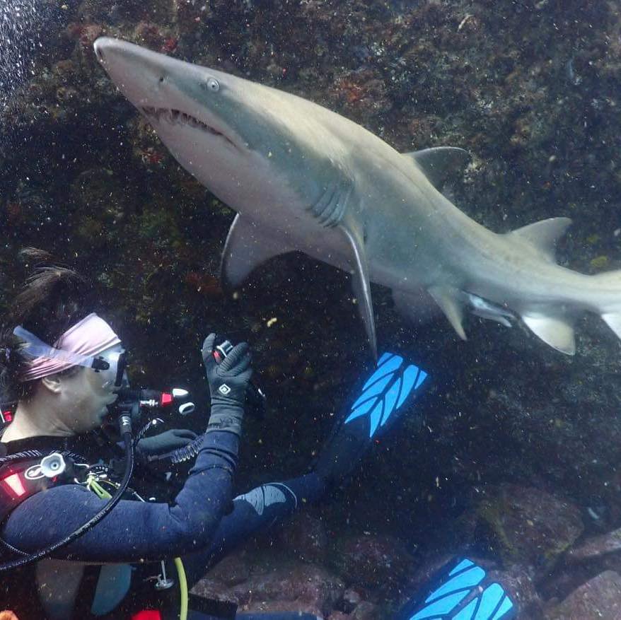 Huge Wobbegongs taking a rest in Swansea Channel. Really took care not ...