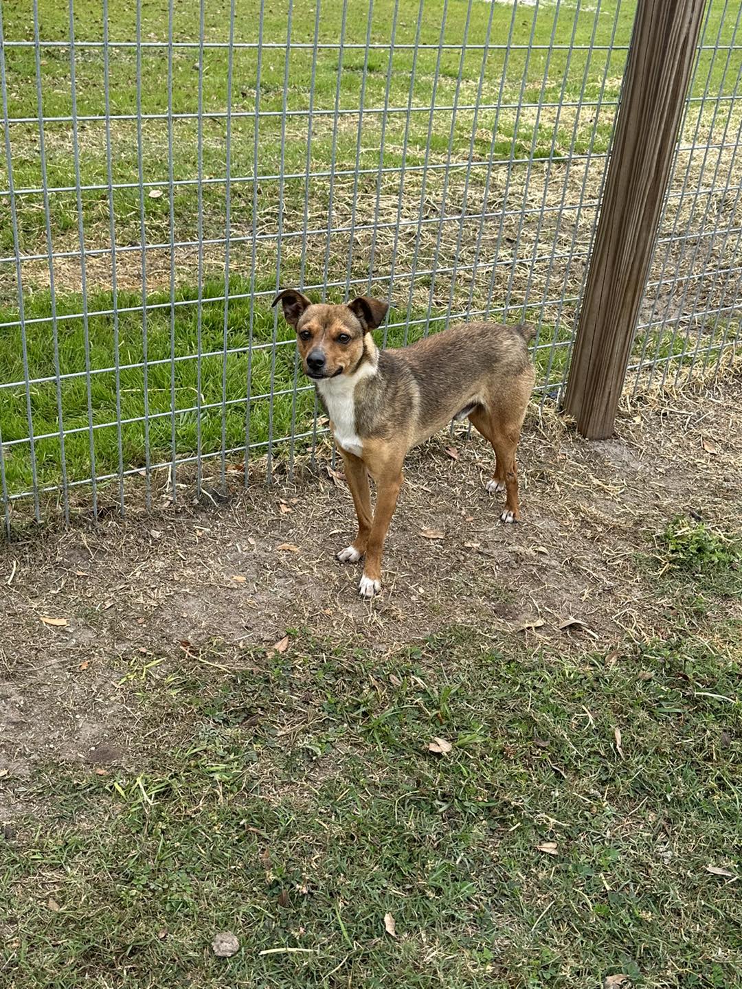 Meet Squirt … This little guy is... - Florida Pointer Rescue | Facebook