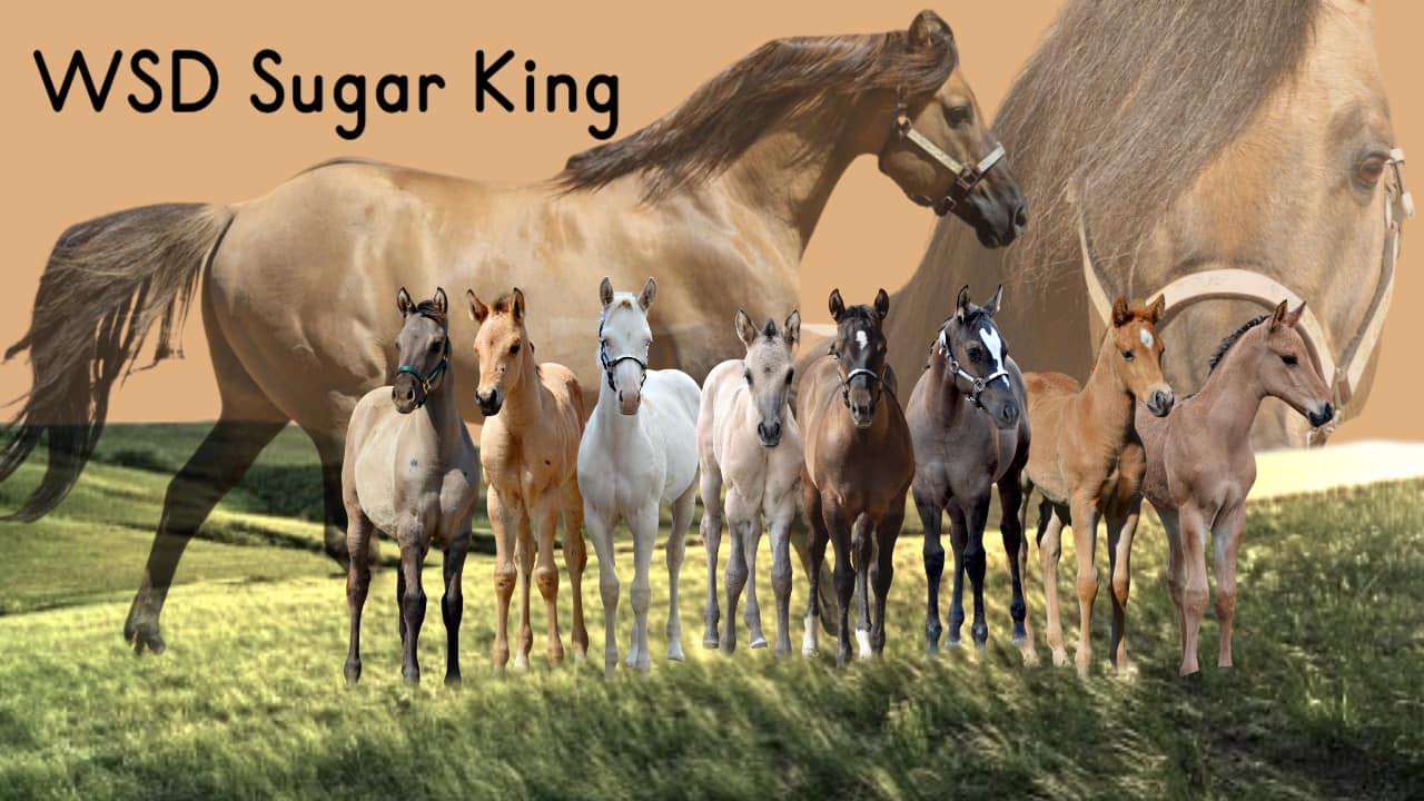 GolDun... - GolDun Ridge Ranch - Foundation Quarter Horses