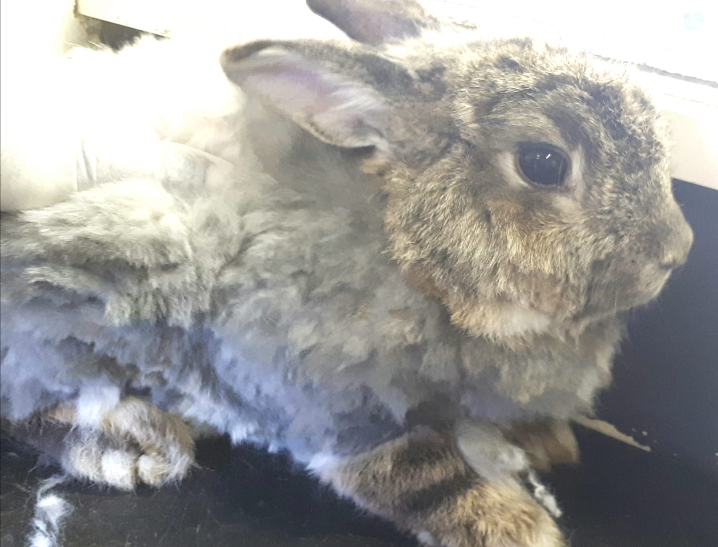 The Pet - Trixie's Tuesday Tip - Angora Rabbits are bred for their long ...