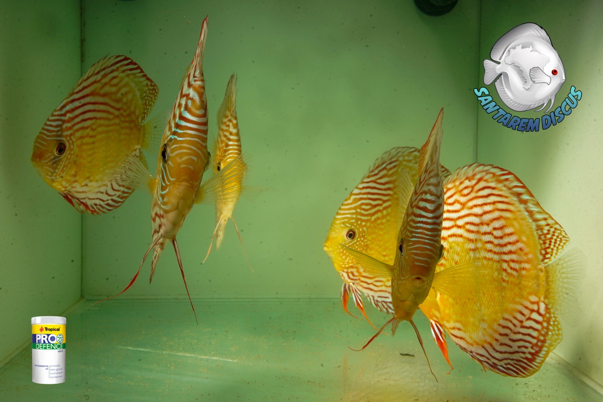 We have selected some Wild Discus... - Santarem Discus Plus | Facebook