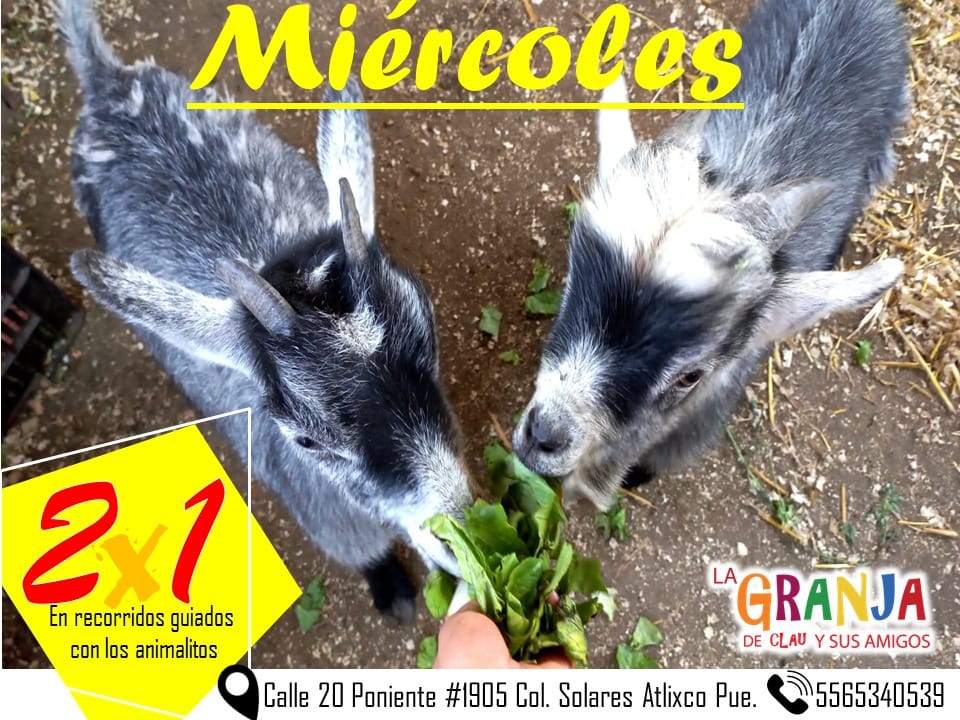 la-ya-conoces-a-las-cabras-pigmeas-o-enanas-pues-las-cabras