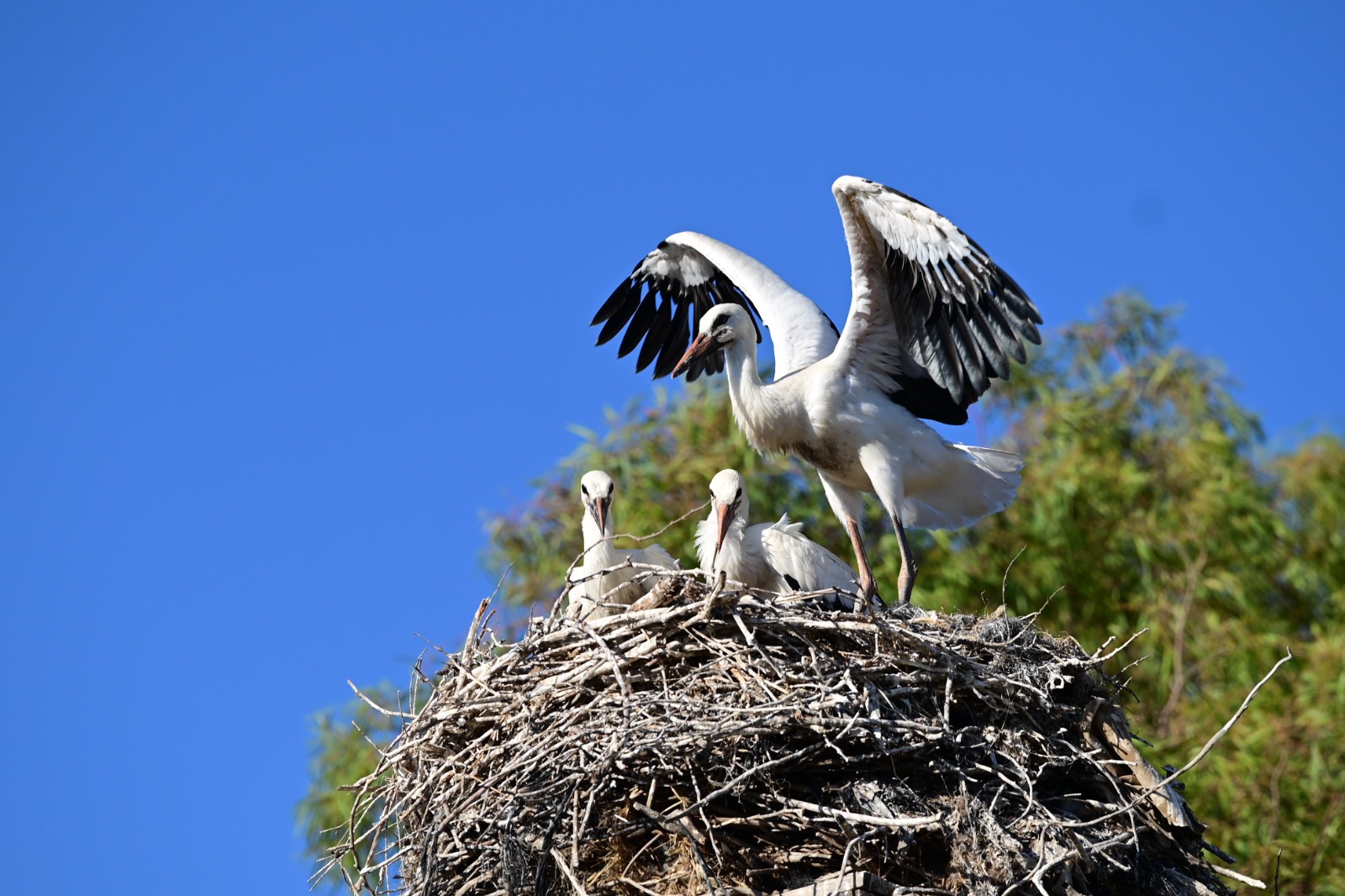 StandWithUs - This adorable stork family from northern... | Facebook