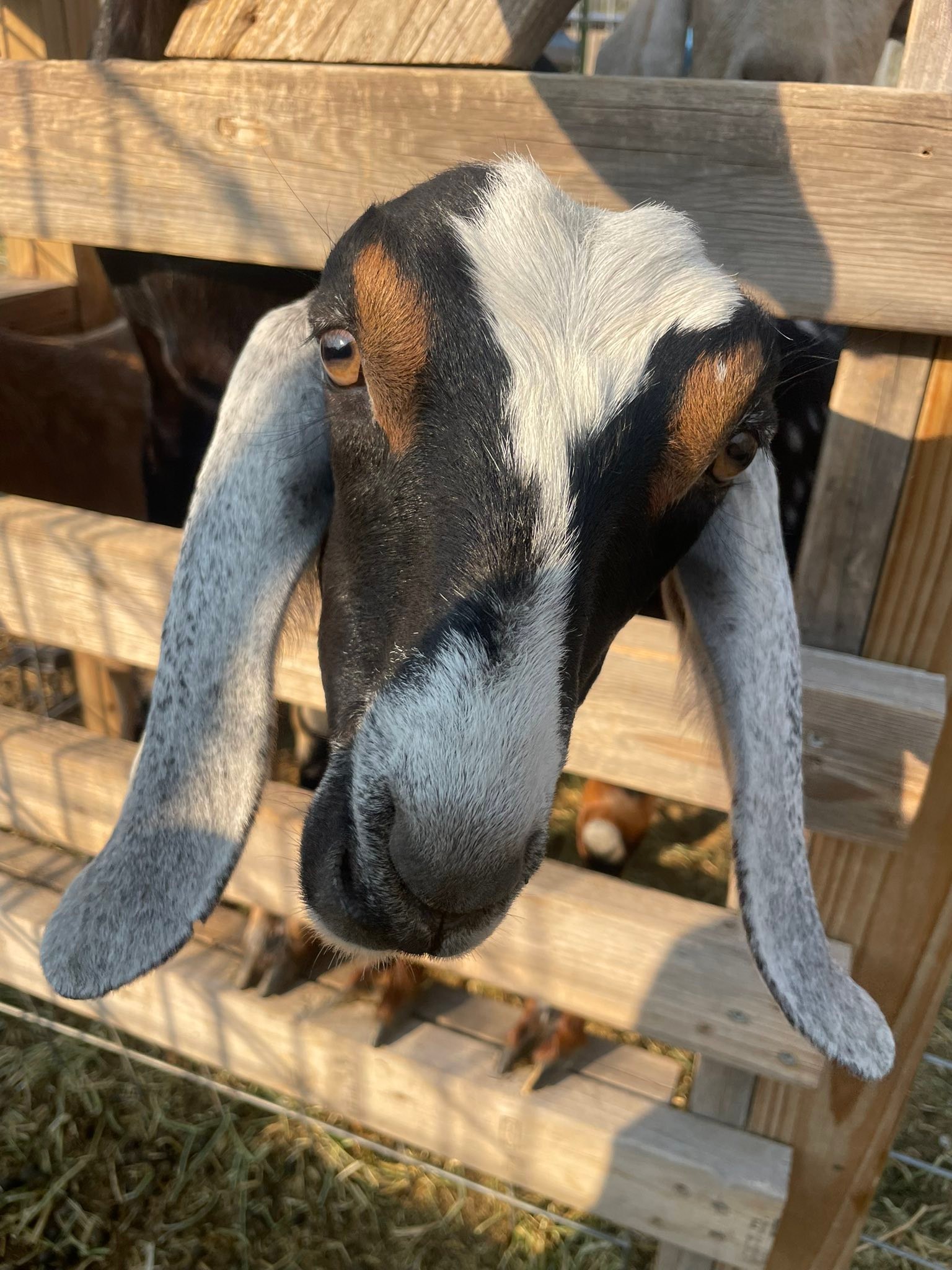 Lily’s Ridge Ranch