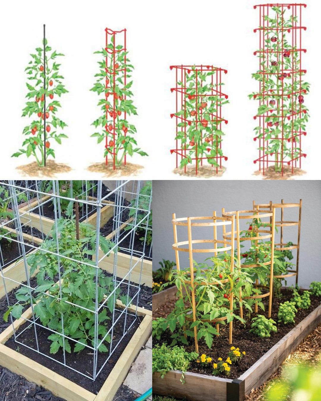 Megidok Tomato Cages - Garden Plant Stakes Support (6 Pack