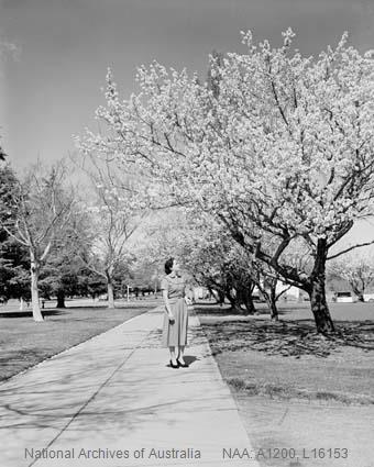 Springtime in Canberra, in 1953.... - The Canberra Page | Facebook