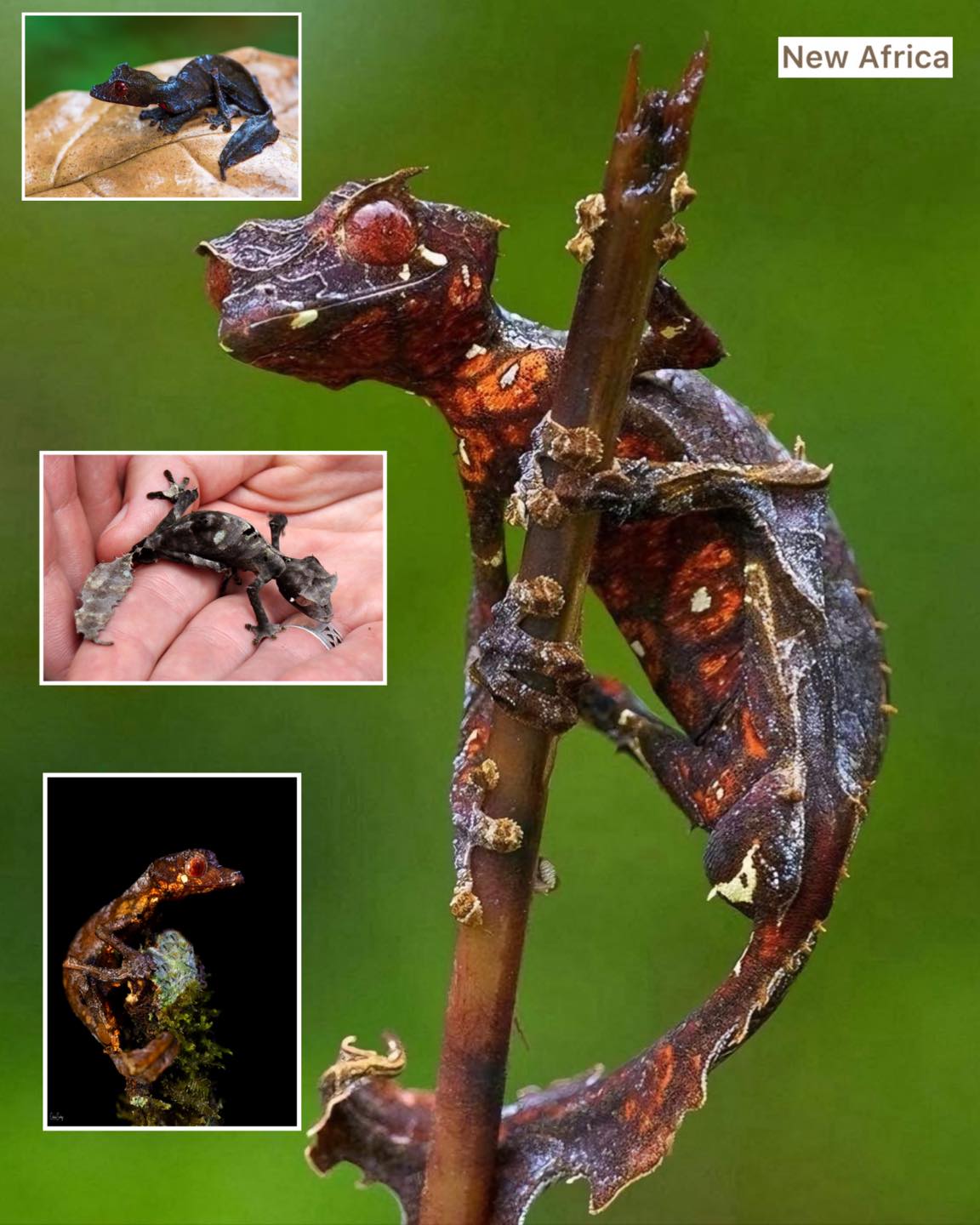 New - In the rainforests of Madagascar lives a creature as enigmatic as ...