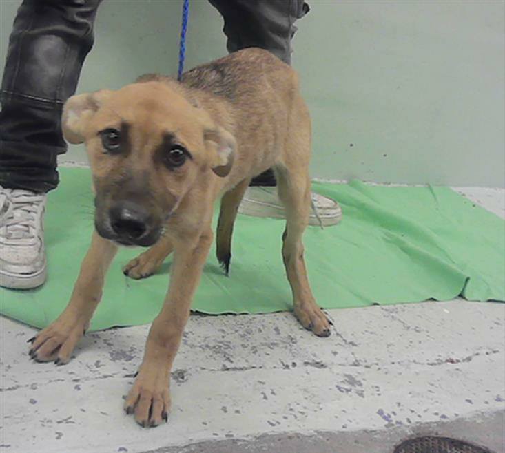 Save - #A2043395 🎉SAFE with Project Hope Animal Rescue🎉 https ...