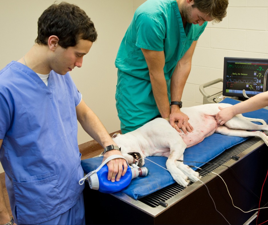 RECOVER - Deciding when to stop CPR efforts is one of the most ...