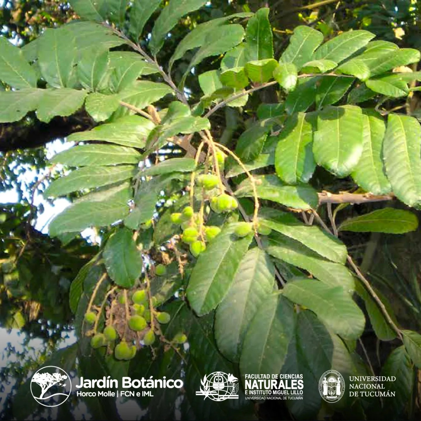 ÁRBOLES Y ARBUSTOS DEL... - Jardín Botánico Horco Molle