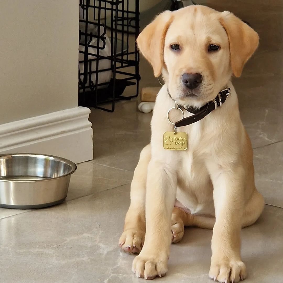 Let’s give a big welcome to... - Guide Dogs Northern Ireland