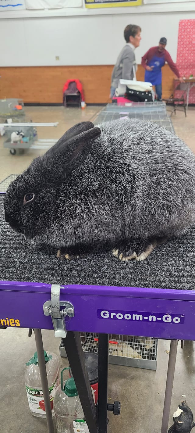 PNW Silver Fox Rabbits | Facebook