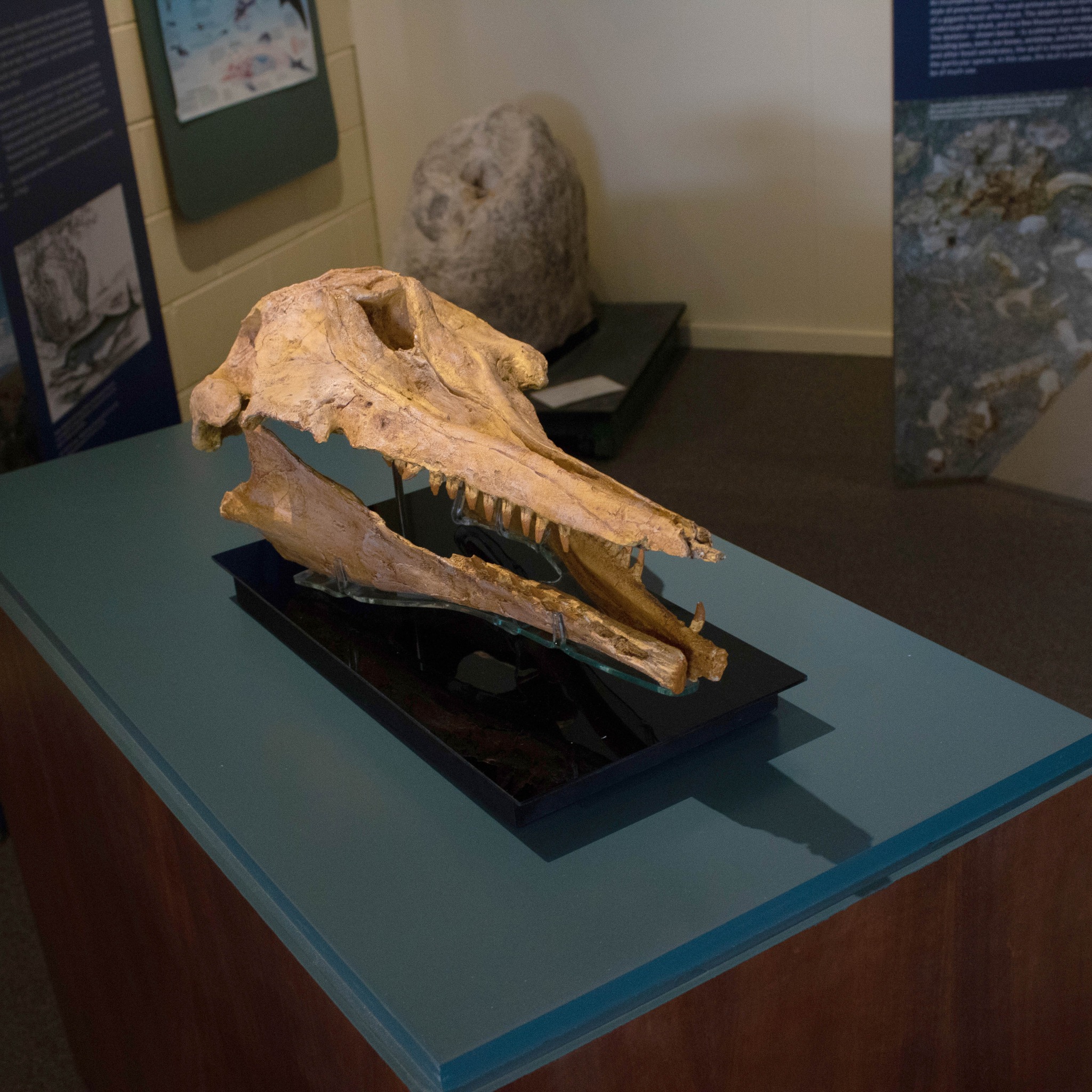 Big birds, big rocks, big... - Waitaki District Council