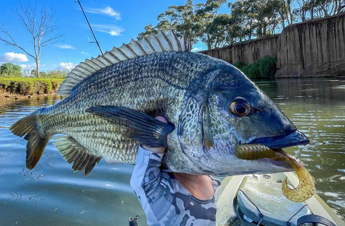 bream lure fishing Solitude Fly Luna 12 the bluegill How to Slow Roll Bait