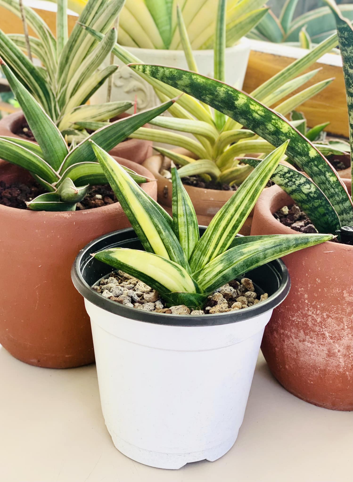 Sansevieria black pearl variegated plant