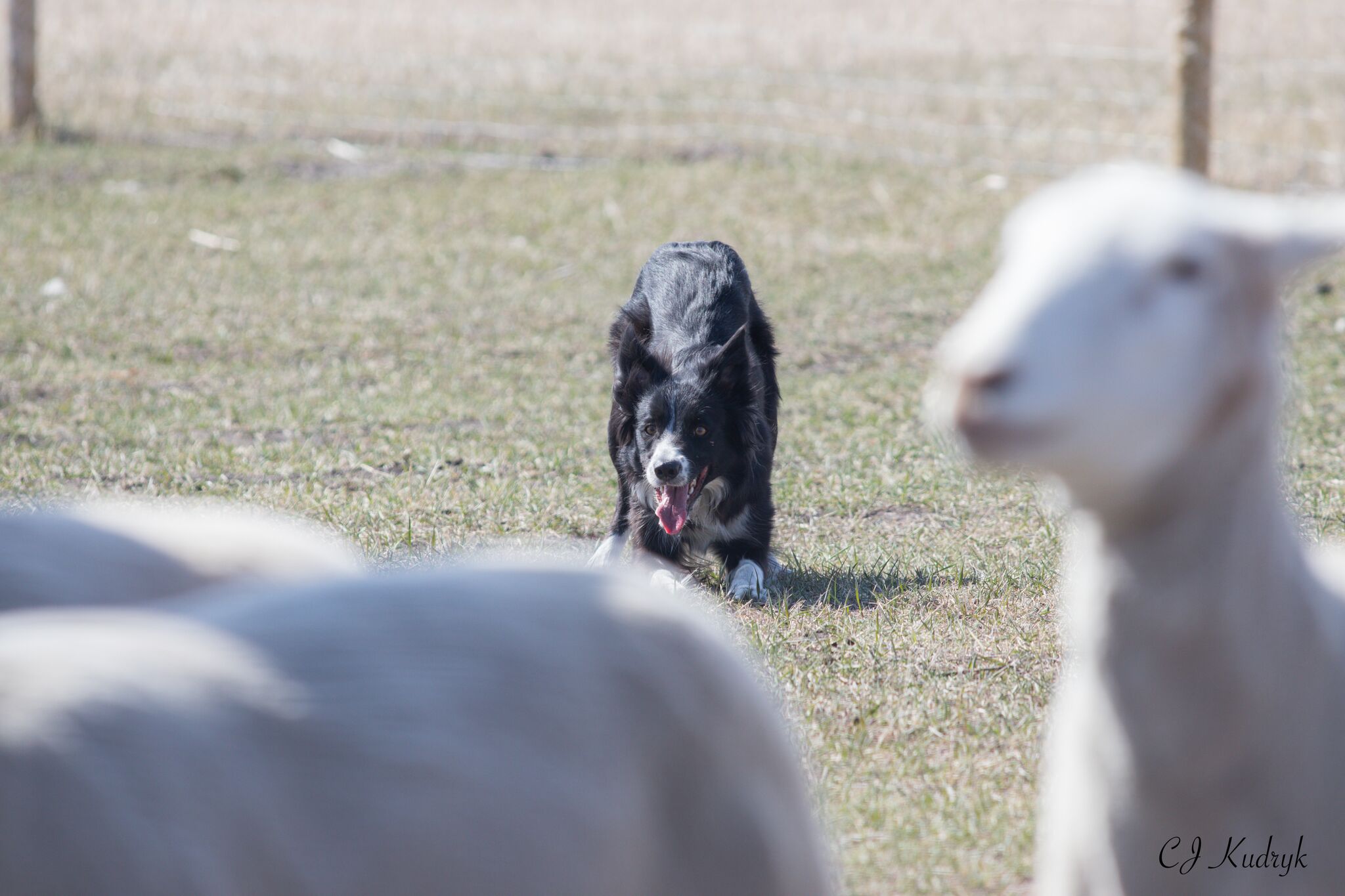 Sondog Agility - If you've always wanted to work with... | Facebook