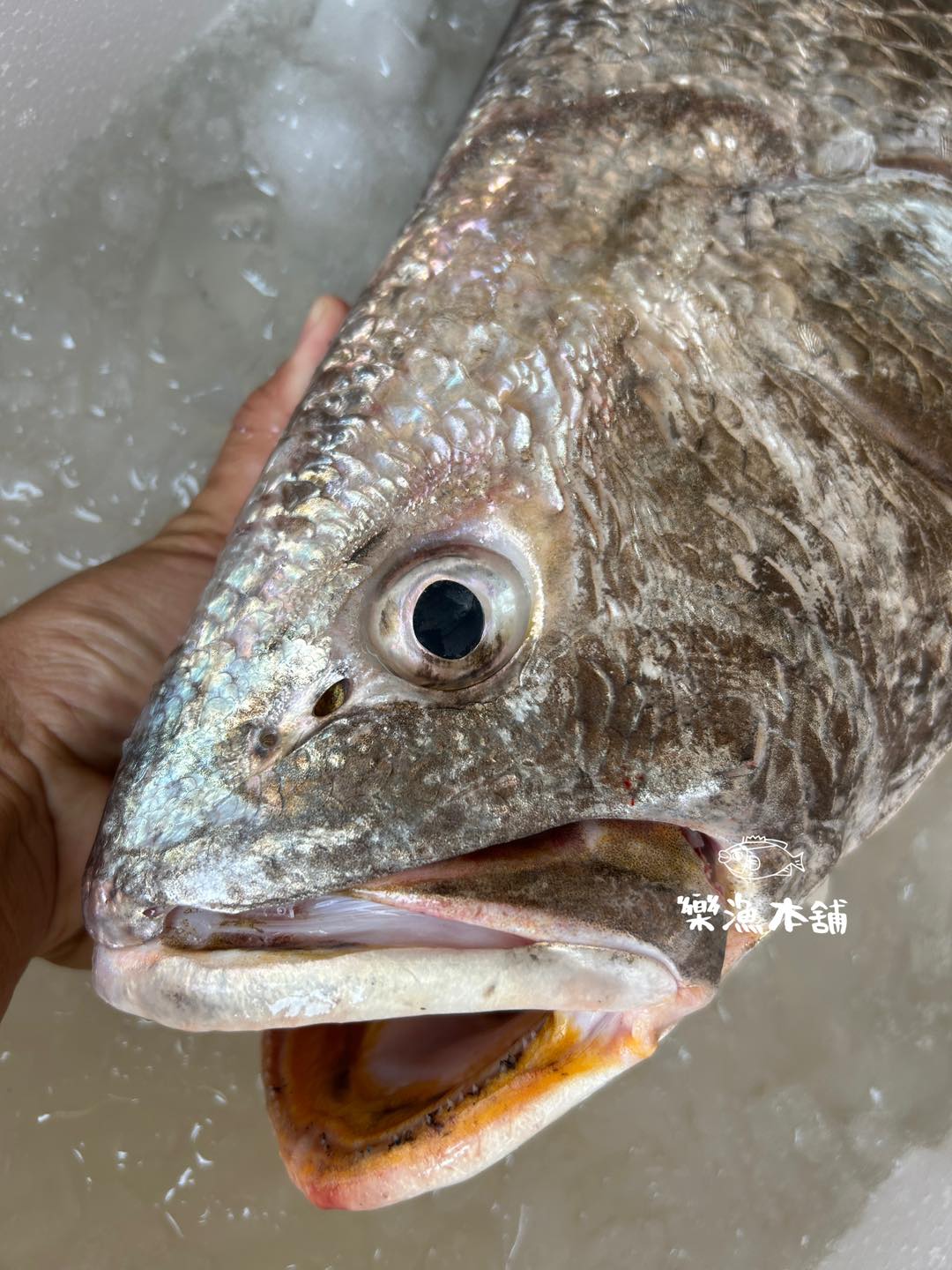 樂漁本舖 - 【魚種介紹】 黃口鮸魚 野生鮸魚大致上分為兩種 七星鮸、黃口鮸...
