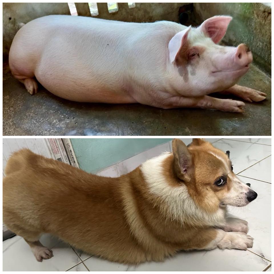 Corgi Fy Lợn - Corgi Fy Lợn added a new photo.