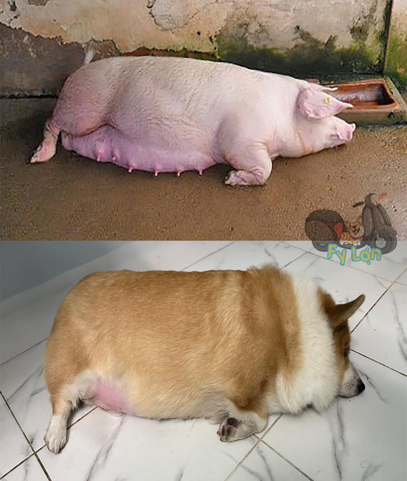 Corgi Fy Lợn - Corgi Fy Lợn added a new photo.
