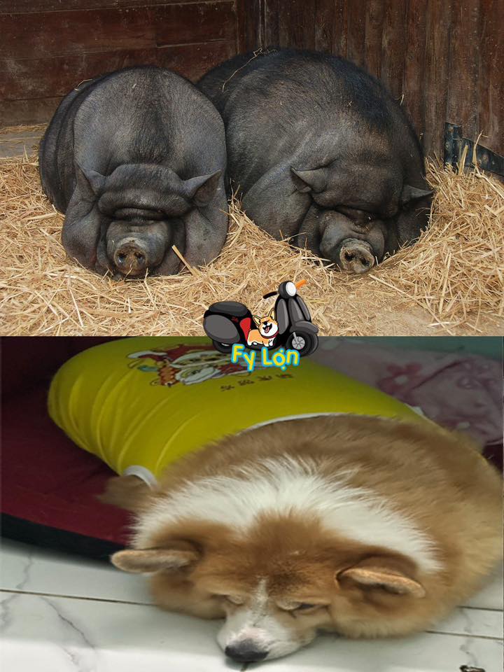 Corgi Fy Lợn - Corgi Fy Lợn added a new photo.
